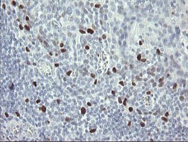 Monoclonal Mouse anti-Human MAFB Antibody (clone OTI2A6, IHC, WB)