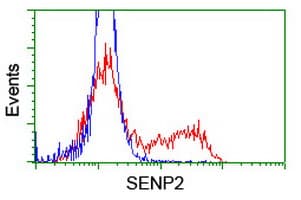 SENP2 Antibody (clone OTI1D4)