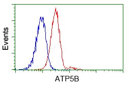 ATP5B / ATP Synthase Beta Antibody (clone OTI7F4)