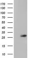 OTUB2 Antibody (clone OTI2F6, Carrier-free)
