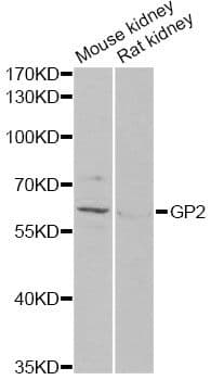 GP2 Antibody