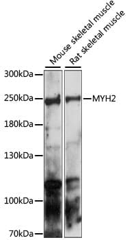 MYH2 Antibody