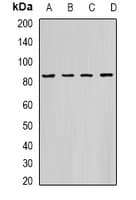 HADHA Antibody
