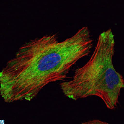 WIF1 Antibody