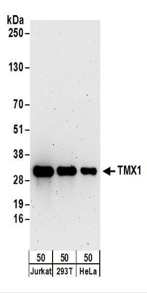 TXNDC1 / TMX1 Antibody (aa230-280)