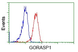 GORASP1 / GRASP65 Antibody (clone OTI5G8)