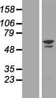 ZNF212 Protein (Over-Expression Lysate Myc-DDK (Flag))