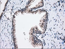 MOB1B / MOBKL1A Antibody (clone OTI3G9, Carrier-free)
