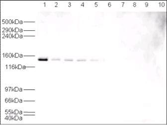 IHC-plus™ USP7 / HAUSP Antibody