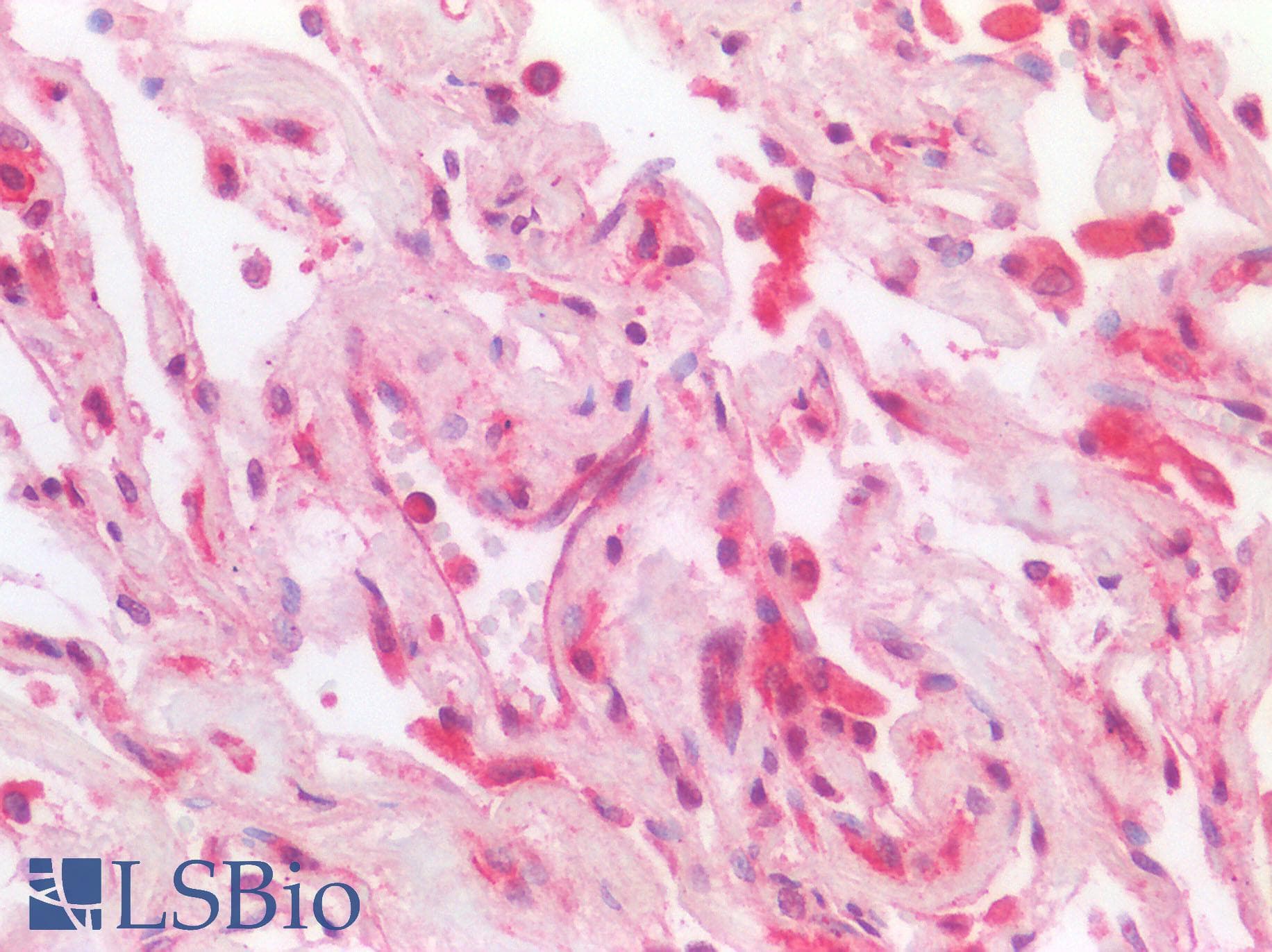 LAIR1 / CD305 Antibody