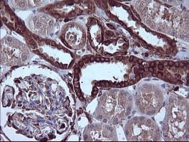 IHC-plus™ CD45 / LCA Antibody (clone 4C11)