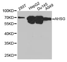 AHSG / Fetuin A Antibody