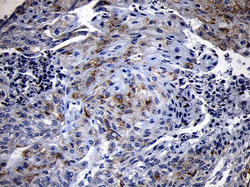 NLRX1 Antibody (aa866-975, clone OTI4H8)