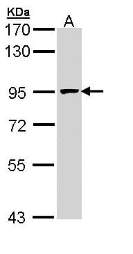 MCM7 Antibody (aa190-481)