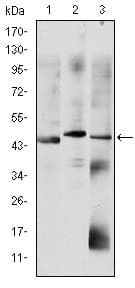 OTX2 Antibody (clone 1H12C4B5)