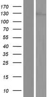 UBN1 / Ubinuclein 1 Protein (Over-Expression Lysate Myc-DDK (Flag))
