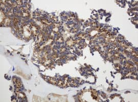 GAPDHS / GAPDS Antibody (clone OTI1F6, Carrier-free)
