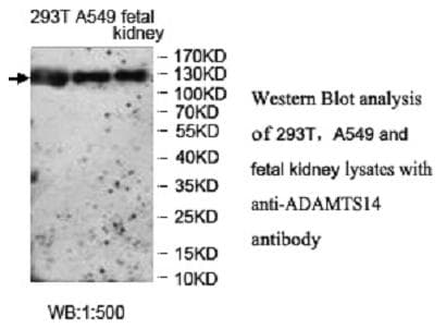 ADAMTS14 Antibody