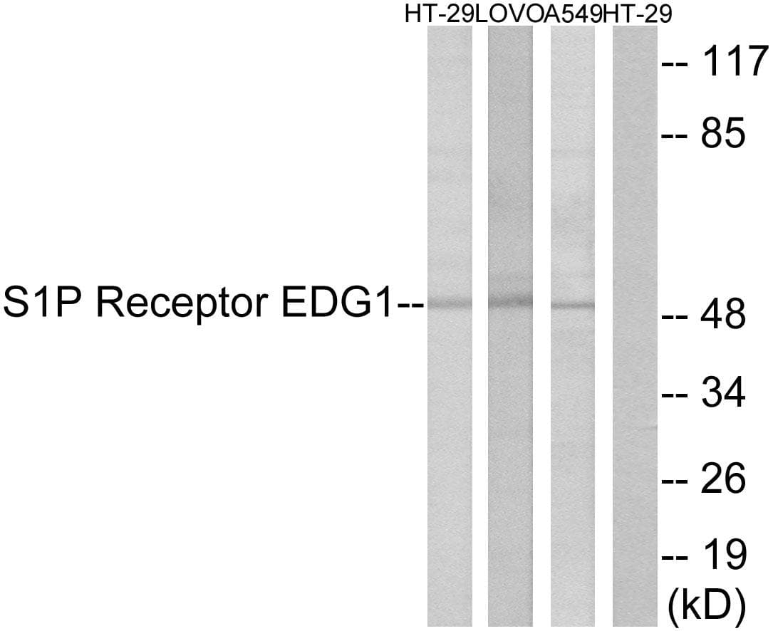 Polyclonal Rabbit anti-Human S1PR1 / EDG1 / S1P1 Antibody (p236, IF, WB)