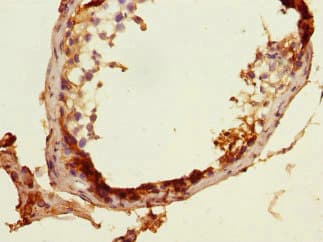 MLF1 Antibody