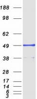 Human TANK Protein (Recombinant Myc-DDK (Flag))