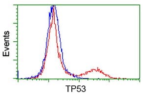 TP53 / p53 Antibody (clone OTI5E2)