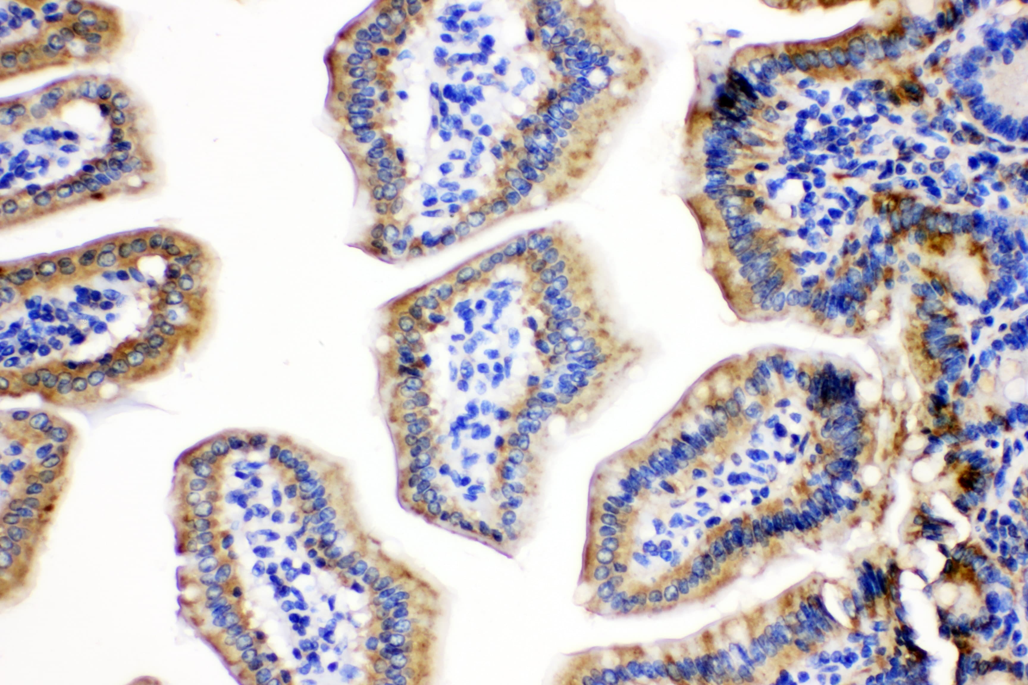 HSPE1 / HSP10 / Chaperonin 10 Antibody (aa81-102)