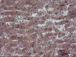 Monoclonal Mouse anti-Human LHX1 Antibody (clone OTI2D3, IHC, IF, WB)