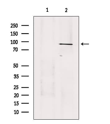 Polyclonal Rabbit anti-Human USP45 Antibody (IF, WB)