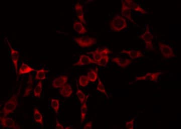 GNAL Antibody