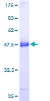 Human GCET2 / HGAL Protein (Recombinant GST)