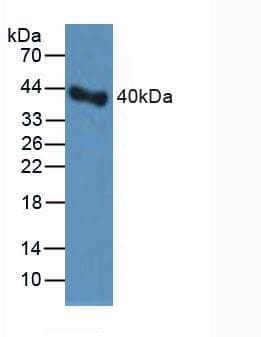 SERPINE1 / PAI-1 Antibody (aa24-402)