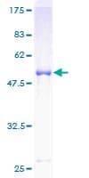 Human SOCS3 Protein (Recombinant GST)