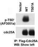 CDC25A Antibody (phospho-Thr507)