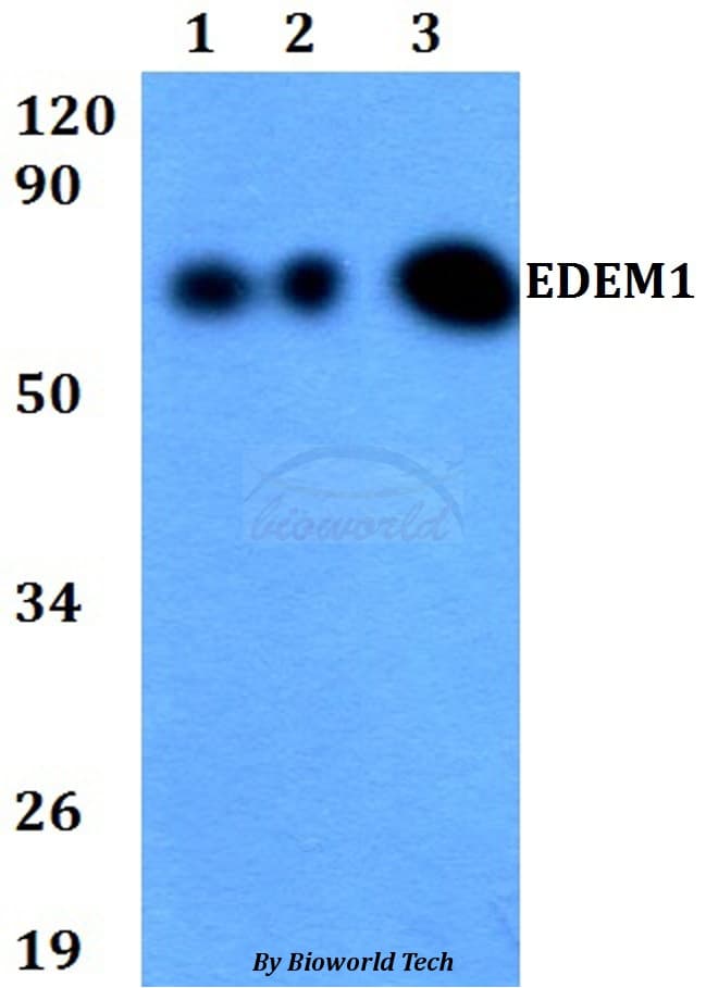 Polyclonal Rabbit anti-Human EDEM1 / EDEM Antibody (WB)