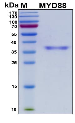Human MYD88 Protein (Recombinant His, N-Terminal)