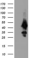 UBE2J1 Antibody (clone OTI1F6)
