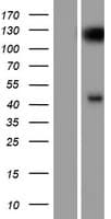 SYT8 Protein (Over-Expression Lysate Myc-DDK (Flag))
