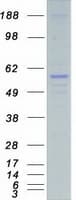 Human STK38L / NDR2 Protein (Recombinant Myc-DDK (Flag))