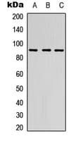 ADGRE2 / EMR2 Antibody (Internal)
