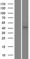 TEAD4 Protein (Over-Expression Lysate Myc-DDK (Flag))