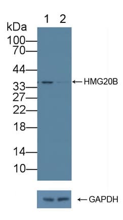 HMG20B / BRAF35 Antibody