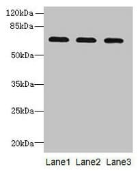 SCARA3 / APC7 Antibody