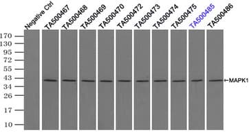 Monoclonal Mouse anti-Human MAPK1 / ERK2 Antibody (clone OTI4C2, IHC, IF, WB)
