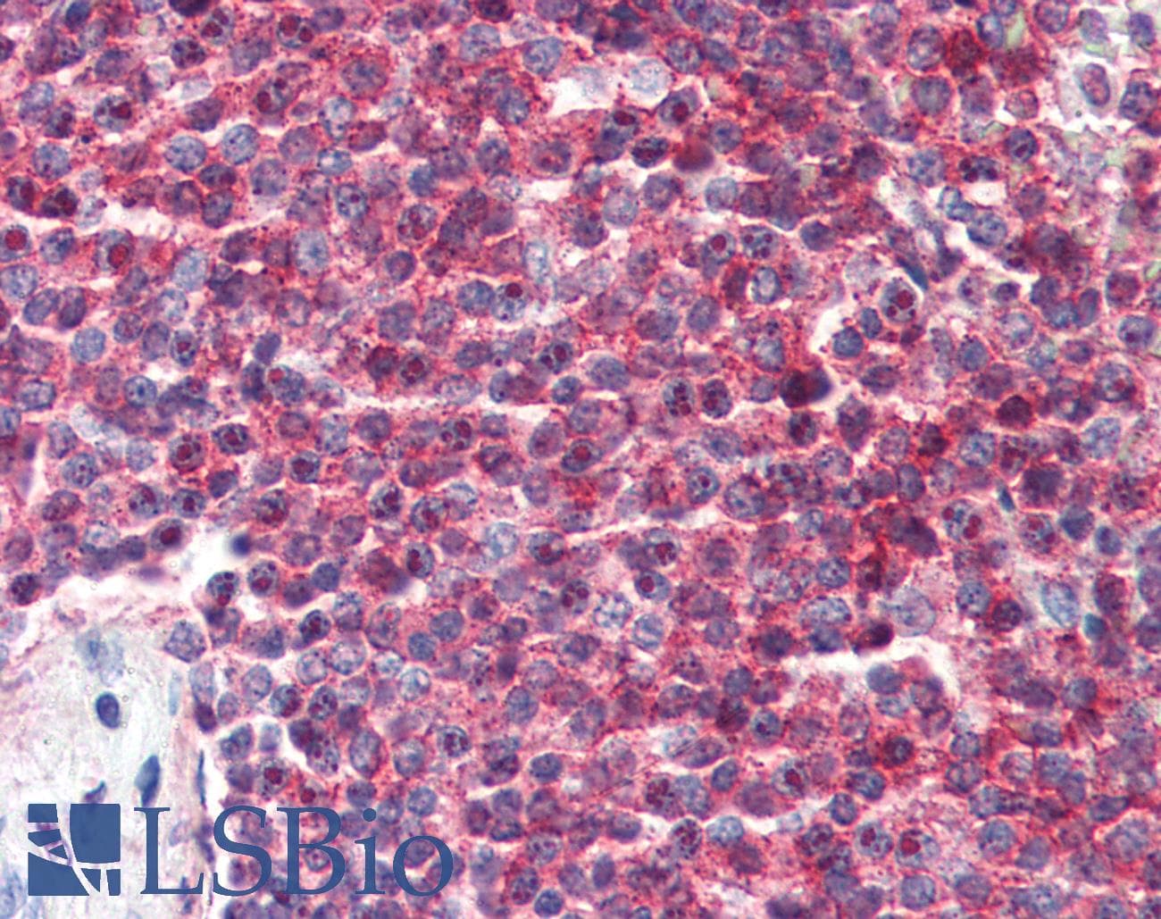 IHC-plus™ CD27 Antibody (clone LG.3A10, FITC)