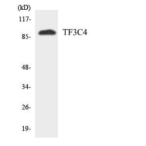 Polyclonal Rabbit anti-Human GTF3C4 Antibody (aa588-637, WB)