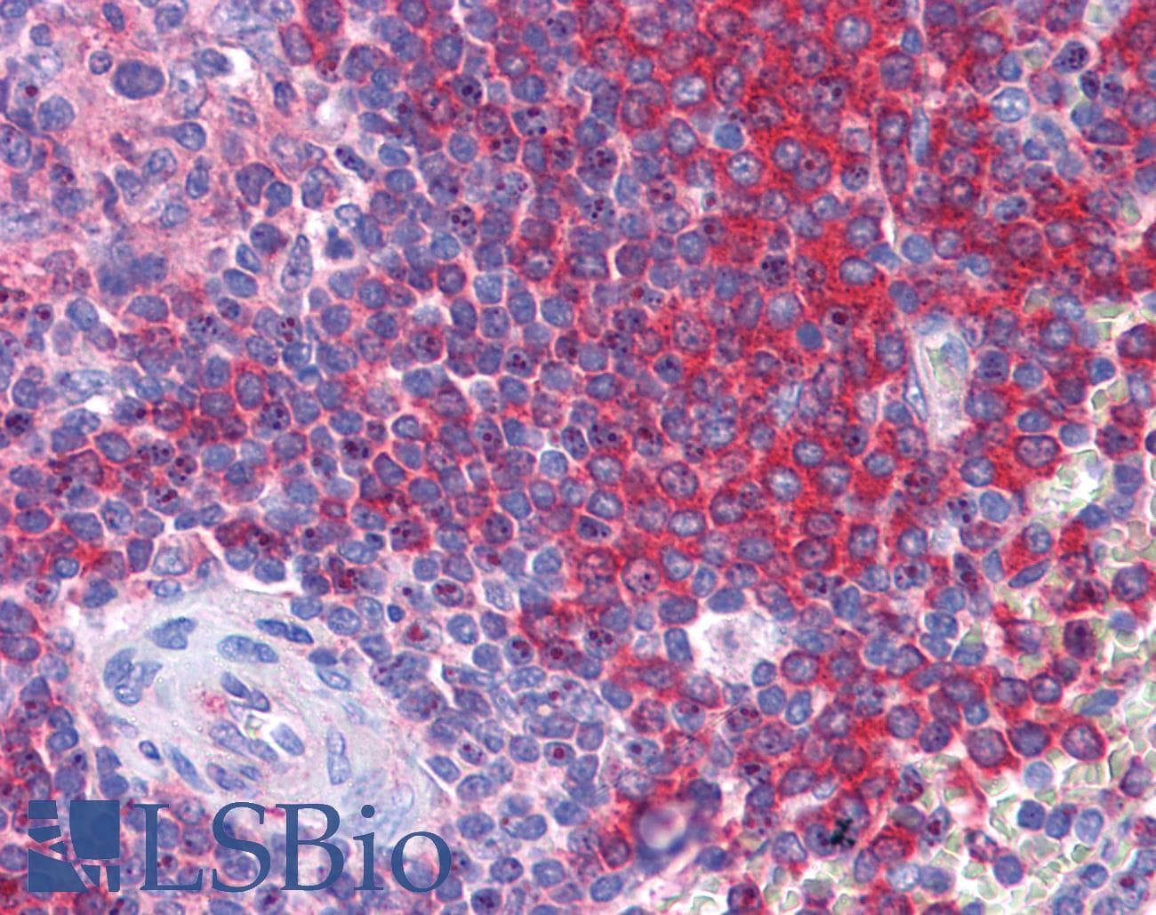 IHC-plus™ SCRN1 / Secernin 1 Antibody