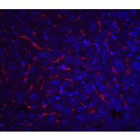 APOA1 / Apolipoprotein A 1 Antibody