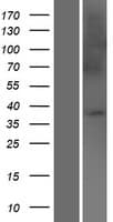 UBAC2 Protein (Over-Expression Lysate Myc-DDK (Flag))
