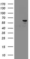 SENP2 Antibody (aa139-523, clone OTI5G8)